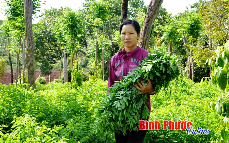 Đăk Hà Lợi ích từ trồng xen canh cây ăn trái trong vườn cà phê