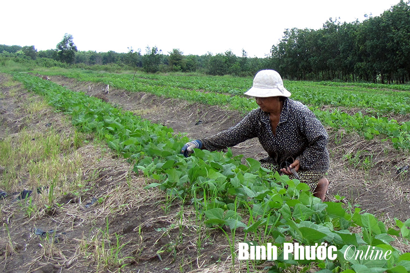 Bài 1: Hai hướng lựa chọn