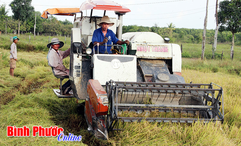 Niềm vui ngày mùa