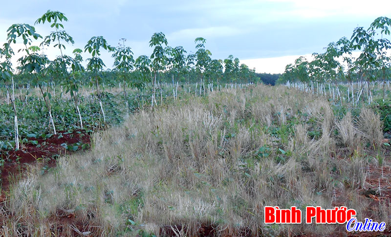 750 ha cao su trồng xen lúa, cây ngắn ngày