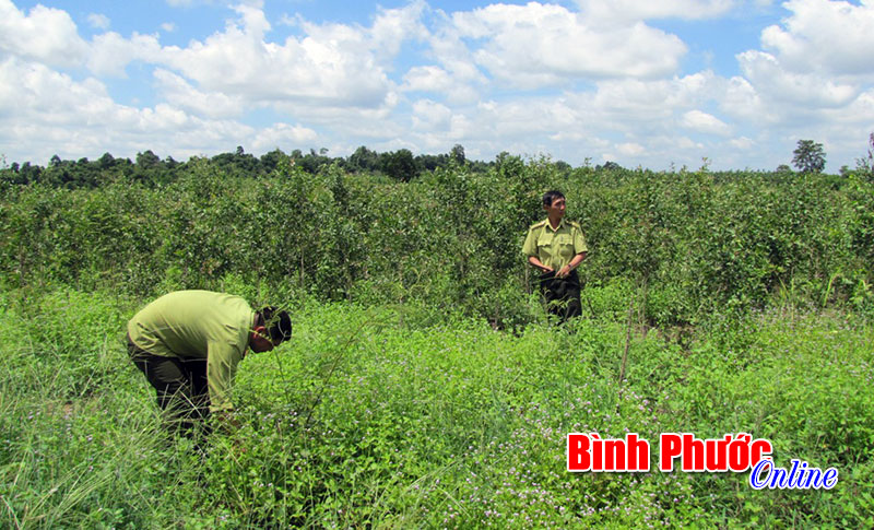 Thu tiền dịch vụ môi trường rừng còn nhiều khó khăn