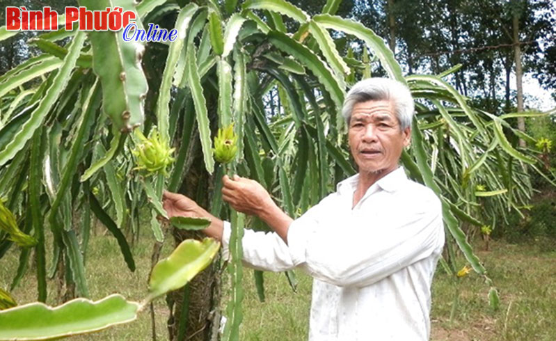 Thanh long ruột đỏ: Có thể chuyên canh ở Đăng Hà?