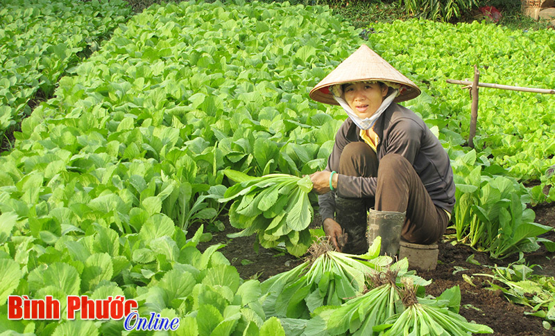 Tìm lối đi cho rau sạch