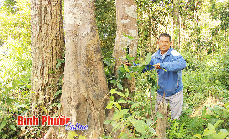 Tiếng gọi từ đại ngàn