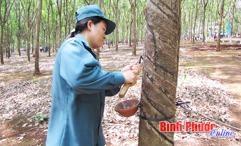 Năm 2015, cao su Lộc Ninh cạo D4 vườn cây nhóm 1 và nhóm 2