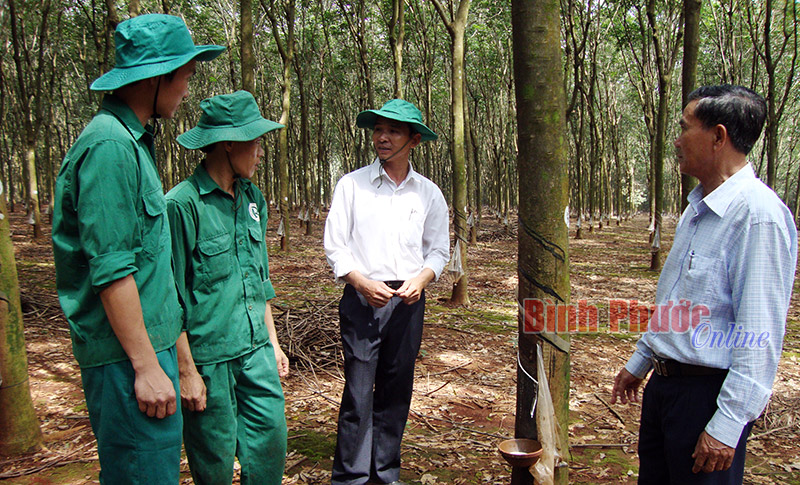 Các công ty cao su ra quân đầu xuân