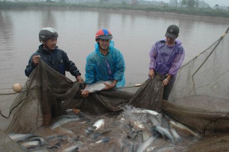 Mô hình nuôi cá trắm đen cho lợi nhuận 200 triệu đồng mỗi hécta