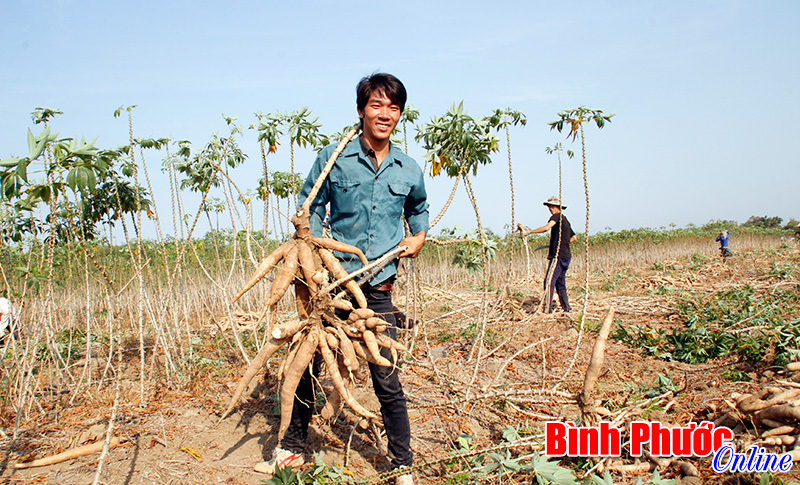 Mùa thu hoạch mì