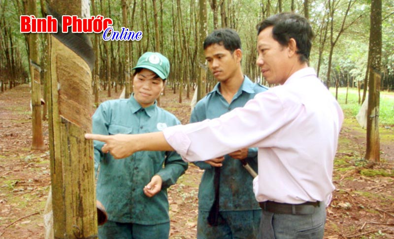 Cánh chim đầu đàn của cao su Bình Long