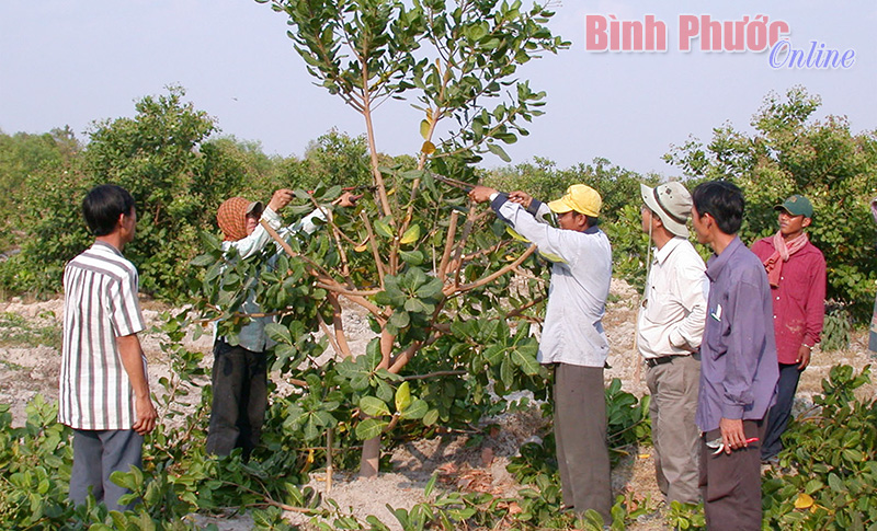 Tình trạng bán điều bông ở Long Hà đã giảm