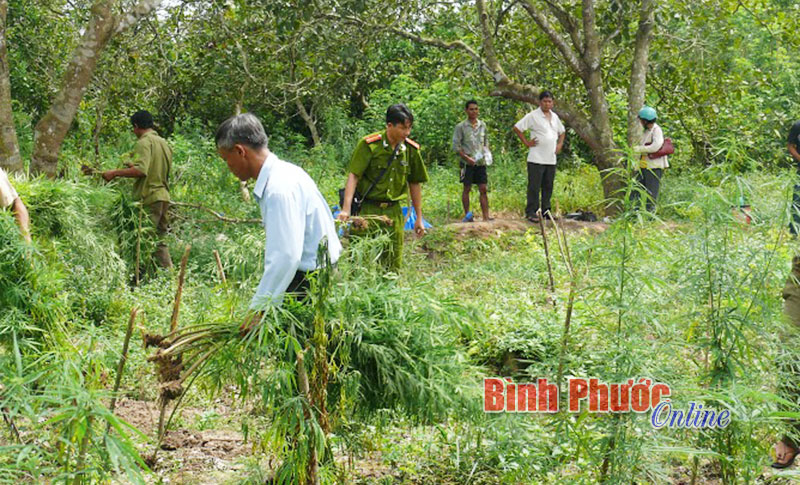 Bất cập trong việc đưa người nghiện đi cai