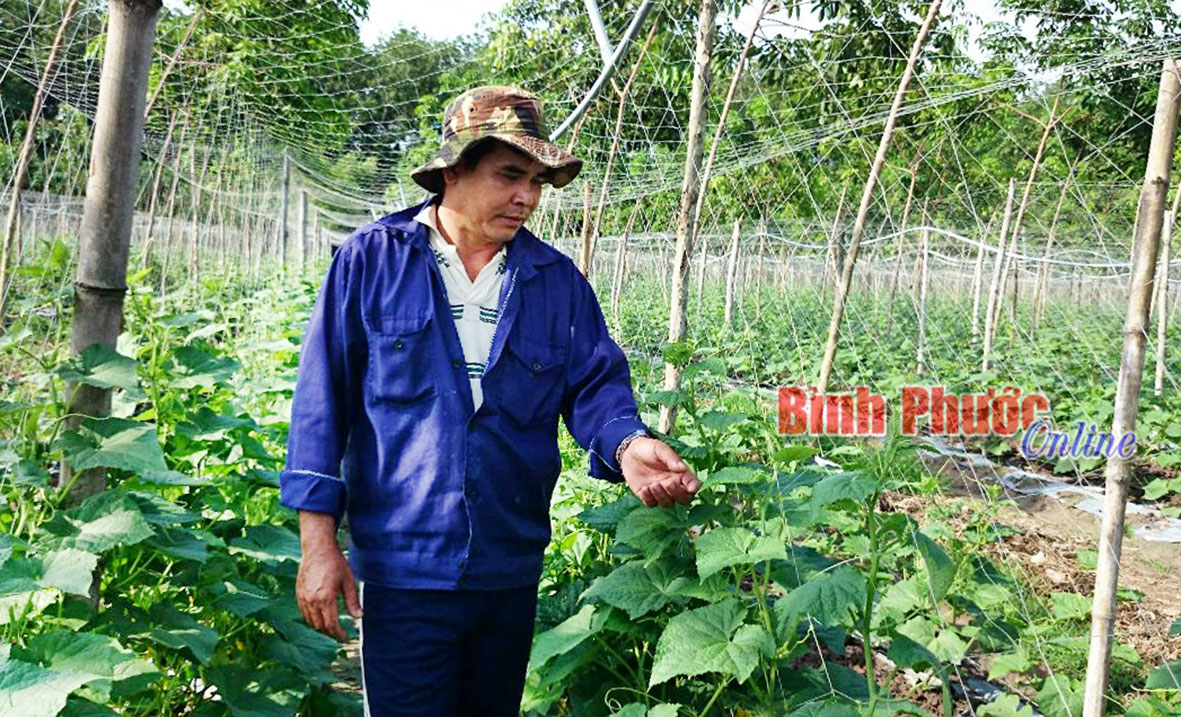 Lão nông bạo gan làm giàu