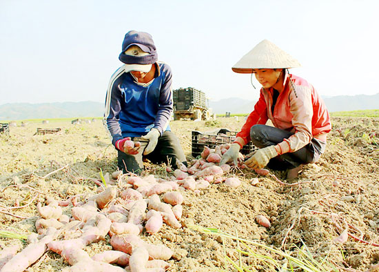 Đua trồng khoai lang, nông dân lỗ nặng