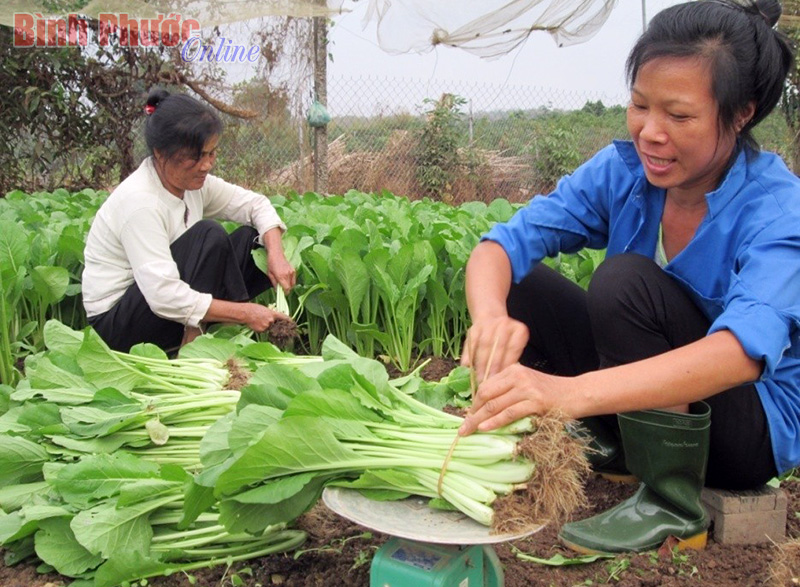 45 tỷ đồng cho hộ mới thoát nghèo vay vốn