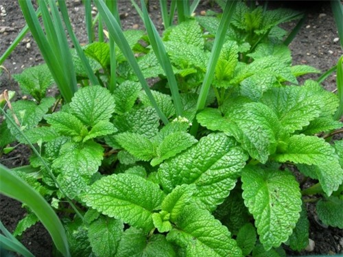 Điểm những loại cây trong nhà có tác dụng chữa bệnh - Ảnh 5 Điểm những loại cây trong nhà có tác dụng chữa bệnh - Ảnh 5