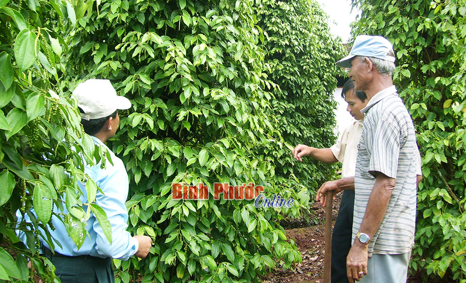 Giá hồ tiêu vẫn cao đến cuối năm 2015