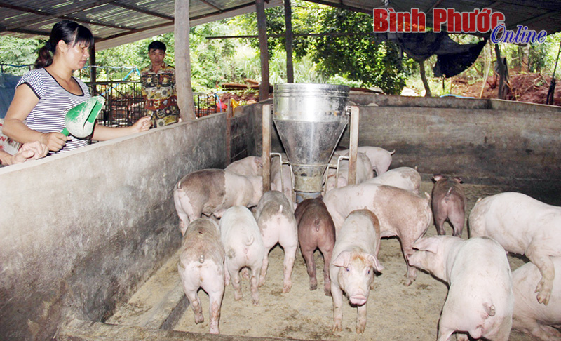 Lối thoát cho chăn nuôi nông hộ