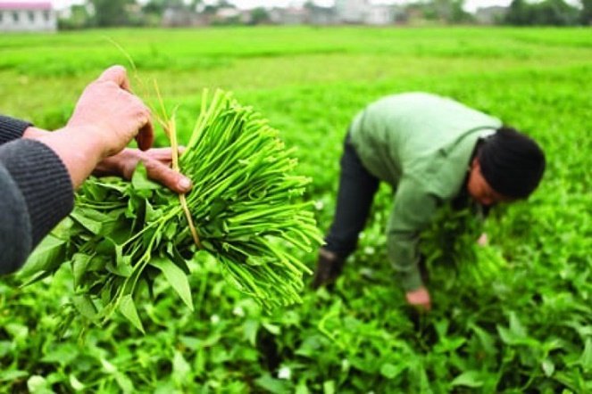 Nông dân không dám ăn rau họ trồng để bán