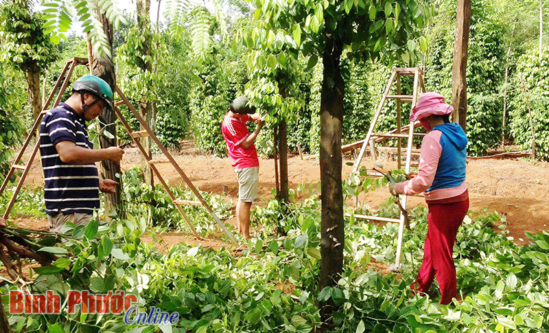 Chùm ảnh: Giống cây tiêu đắt hàng