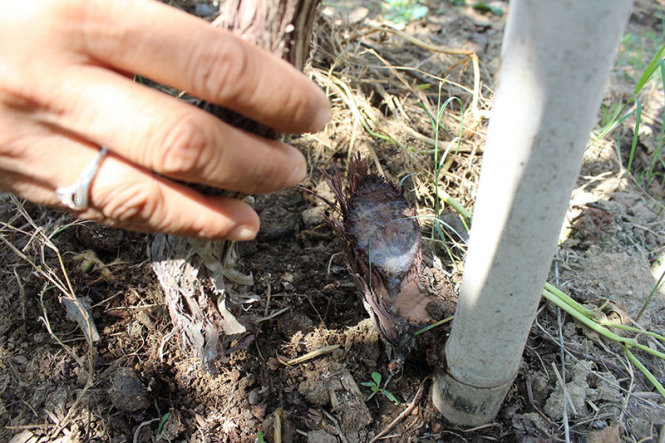 Nhiều gốc nho ở vườn nho bà Phan Thị Phúc bị kẻ xấu chặt ngang còn chảy nhựa cây - Ảnh: M.Trân