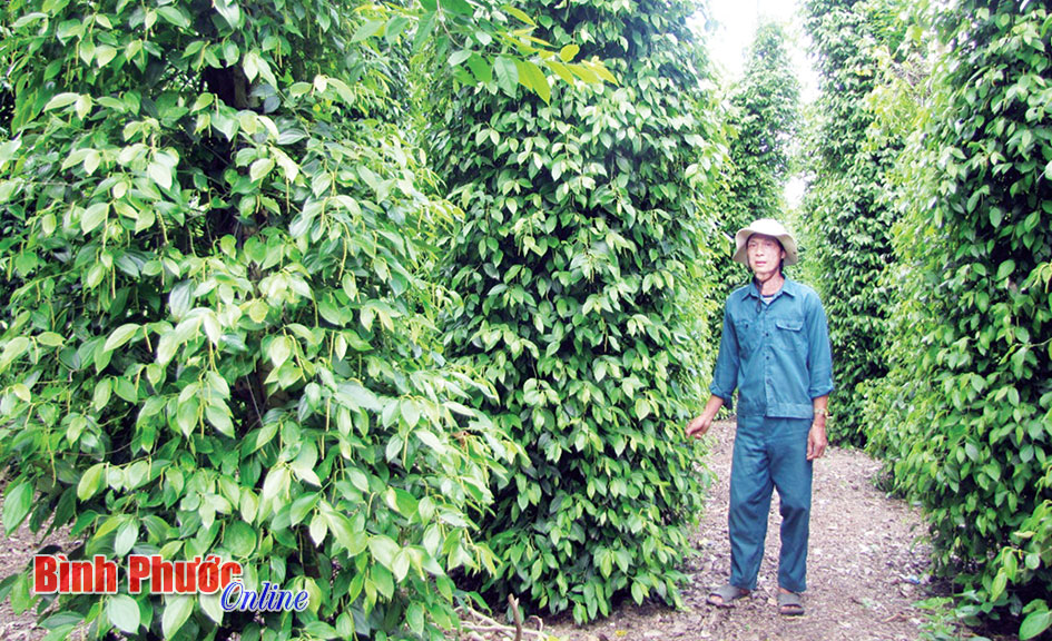 Những nọc thu được 20kg tiêu khô của anh Vũ Đình Hồng ở tổ 6, ấp Sóc Rul, xã An Phú, huyện Hớn Quản - Ảnh: H.CÚC