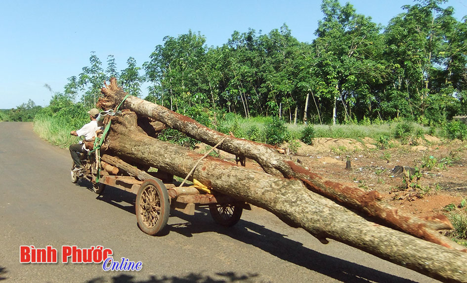 Xe máy tự chế kéo gỗ nguy hiểm