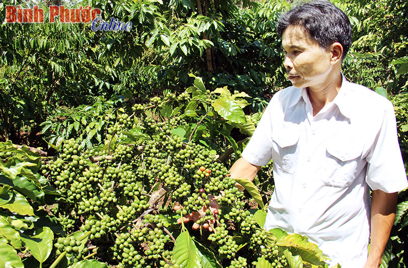 Vườn cà phê ghép của ông Nguyễn Văn Tằm ở thôn 2, xã Long Bình (Phú Riềng) cho năng suất cao - Ảnh: H. Châu
