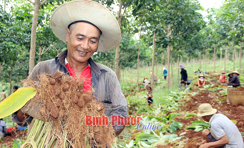 Củ lùn nhưng nhà nông phải “ngước nhìn”