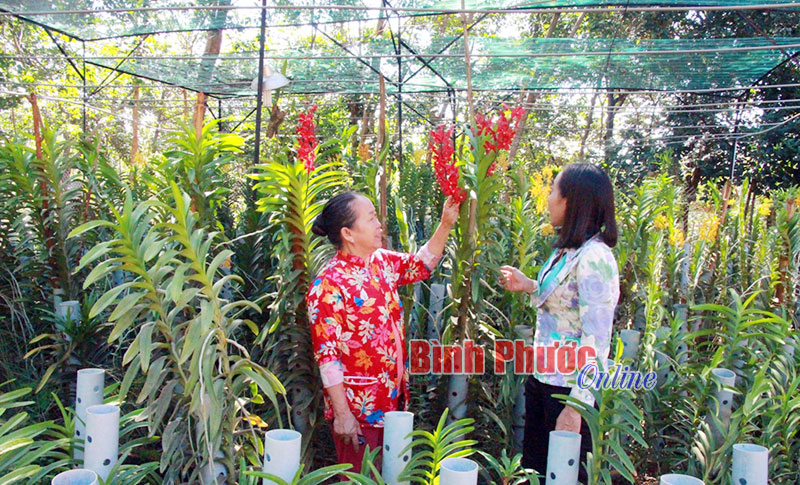 Mô hình trồng lan cho thu nhập cao của gia đình chị Phạm Thị Hà, thôn Phước Hòa, xã Bình Tân