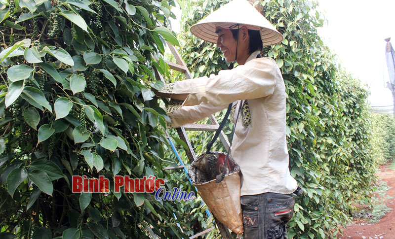 An toàn thực phẩm