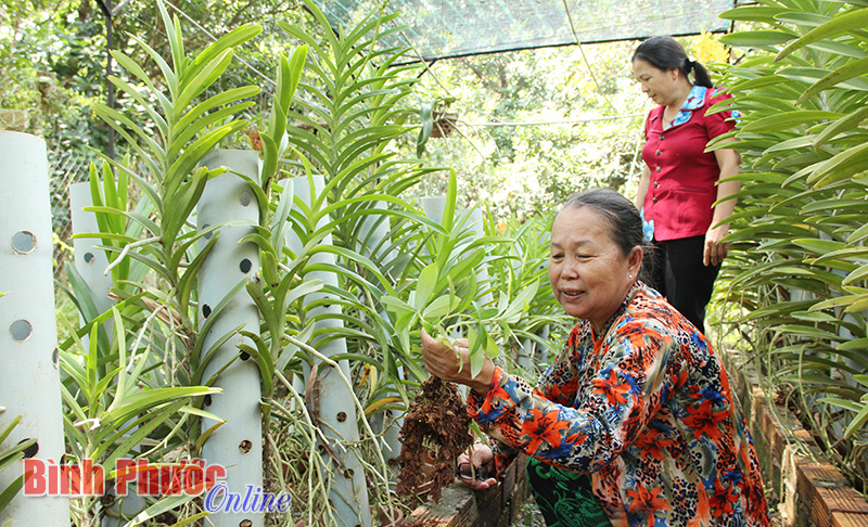 Làm giàu từ trồng lan