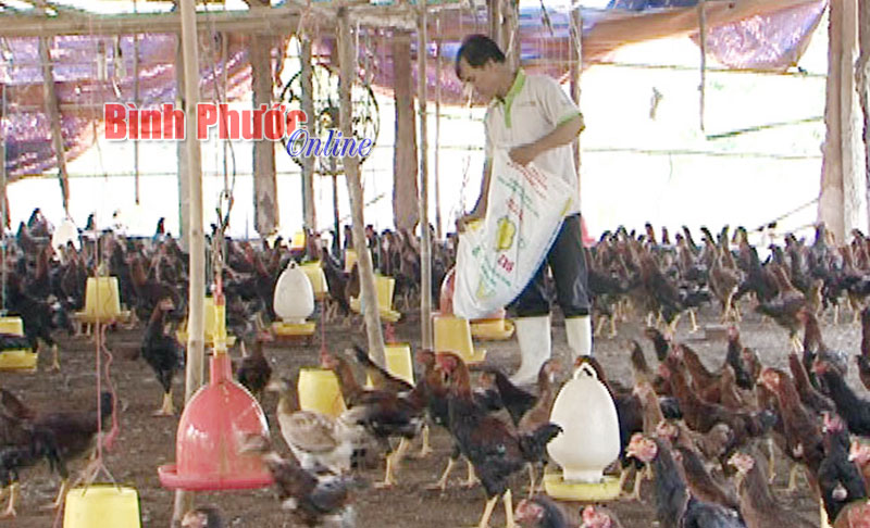 Ông Phan Văn Túy nặng gánh với đàn gà quá lứa, tiêu tốn lượng lớn thức ăn mỗi ngày