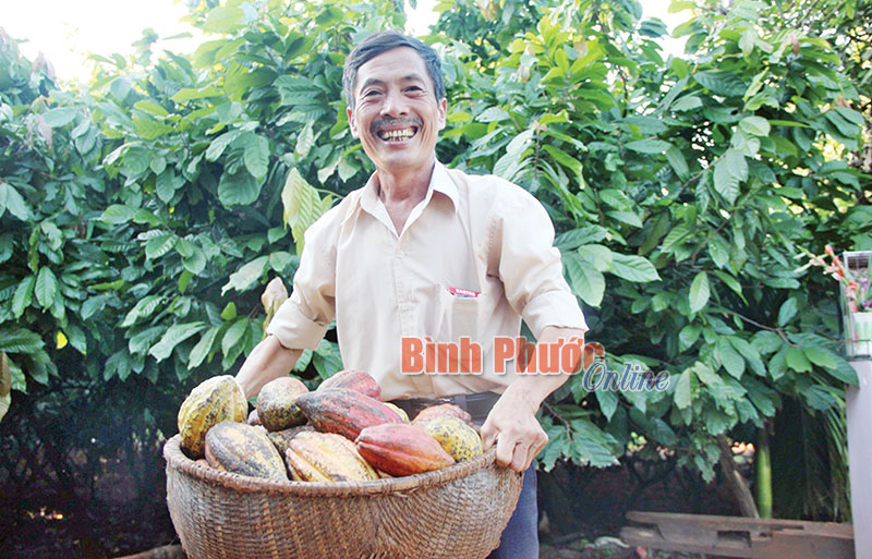 Lão nông Nguyễn Văn Bớt hướng dẫn sinh viên Trường đại học Nông Lâm TP. Hồ Chí Minh tại vườn ca cao của gia đình
