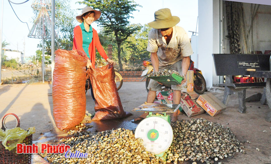 Nông dân không còn lo bị ép giá