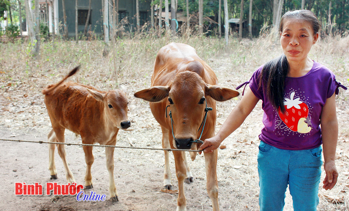 Hy vọng thoát nghèo nhờ nuôi bò sinh sản