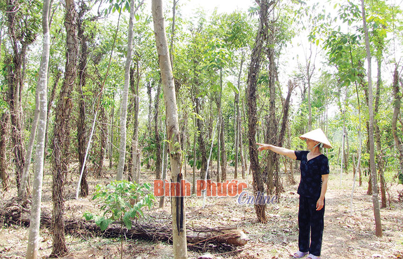 Một vườn tiêu ở xã Lộc Thiện, huyện Lộc Ninh bị xóa sổ do bệnh chết nhanh