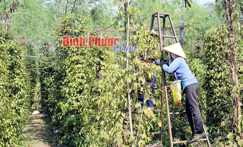 Người dân ấp Tân Mai, xã Lộc Thành (Lộc Ninh) hái trái non để cứu vườn tiêu vì thiếu nước tới - Ảnh: S.H