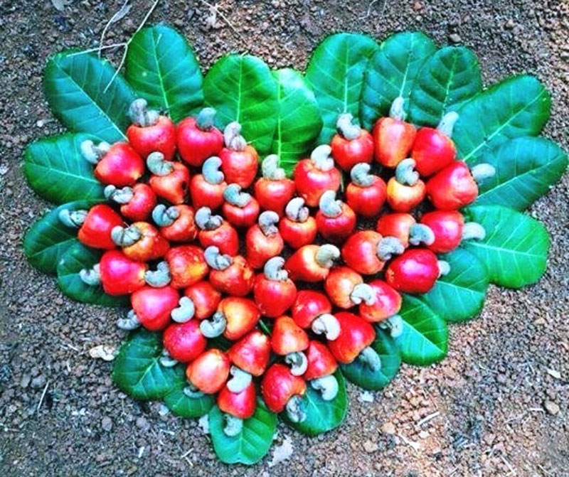 Bình Phước hiện là thủ phủ của cây điều ở Việt Nam