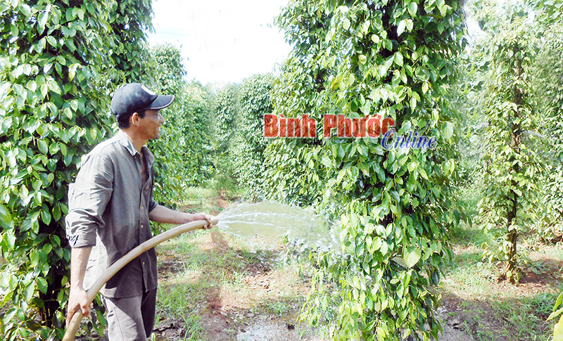 Giữa mùa mưa, người trồng tiêu ở ấp Thạnh Đông, xã Lộc Tấn (Lộc Ninh) vẫn phải căng mình tưới nước cho vườn tiêu