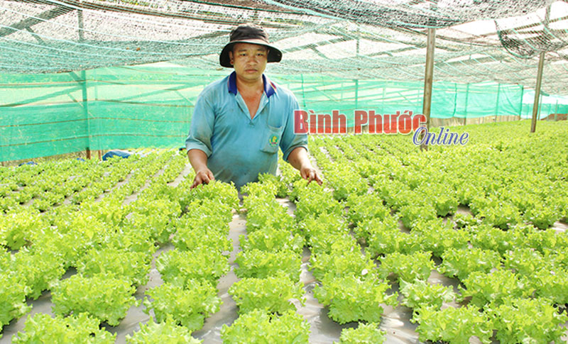 Anh Nguyễn Đăng Quốc chăm sóc vườn rau sắp thu hoạch
