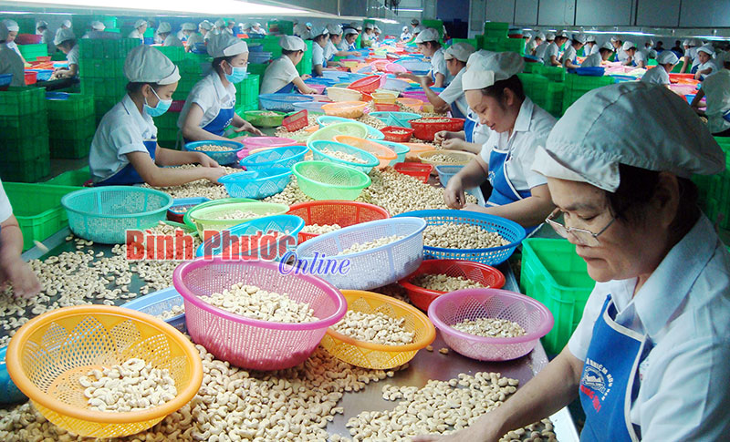 Do &aacute;p dụng sản xuất theo ti&ecirc;u chuẩn HACCP n&ecirc;n mặt h&agrave;ng điều nh&acirc;n của C&ocirc;ng ty Ho&agrave;ng Sơn I (B&ugrave; Đăng) được NTD trong nước v&agrave; quốc tế ưa chuộng (Ảnh c&ocirc;ng nh&acirc;n c&ocirc;ng ty trong giờ l&agrave;m việc)