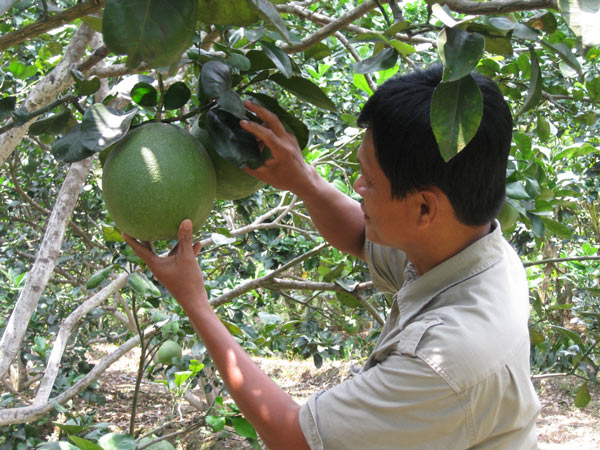 Thương lái đua nhau “săn lùng” bưởi Tết