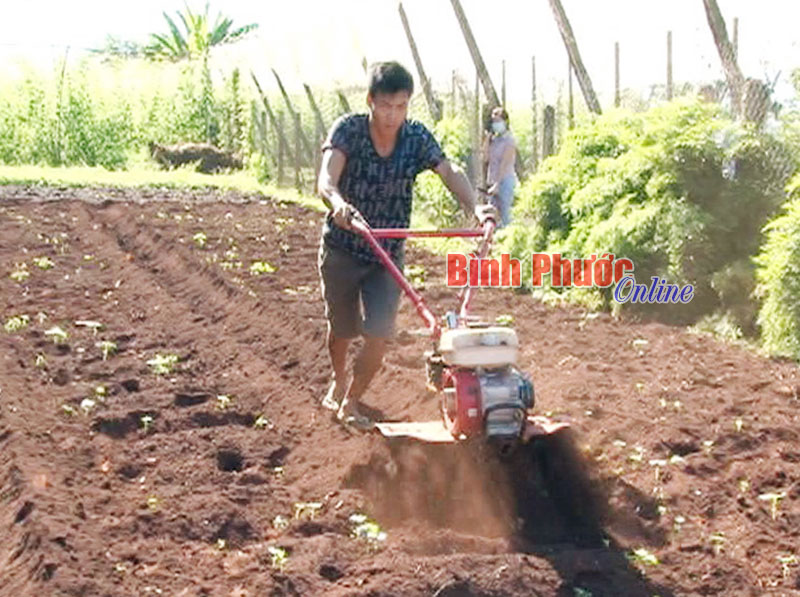 Làm giàu từ trồng rau sạch