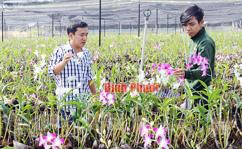 Anh Bảo (bên trái) hướng dẫn công nhân chăm sóc vườn hoa lan của gia đình