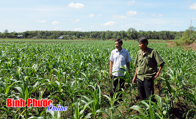 Mô hình bao tiêu bắp tươi ở Lộc Hưng