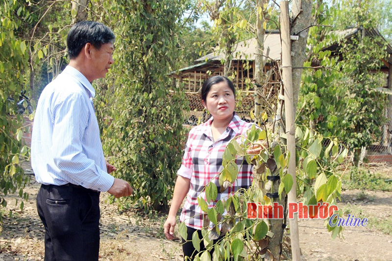 Ph&oacute; b&iacute; thư Thường trực Tỉnh ủy Trần Tuệ Hiền thăm một vườn ti&ecirc;u của người d&acirc;n tại ấp S&oacute;c N&ecirc;, x&atilde; T&acirc;n Th&agrave;nh