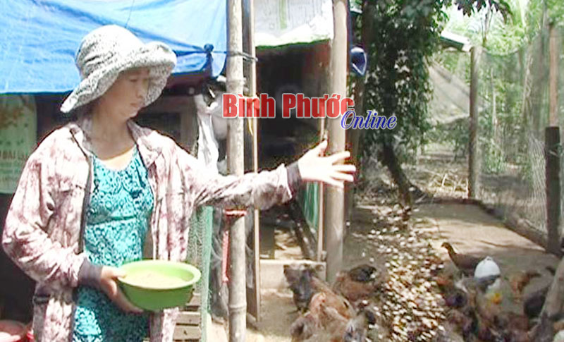Mô hình nuôi gà trên đệm lót sinh học của gia đình chị Bùi Thị Minh Phương ở ấp Tân Lợi, xã Tân Thành
