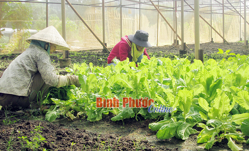 Tổ hợp tác rau sạch Bàu Trúc, phường Tân Thiện (Đồng Xoài) thu hoạch rau cải