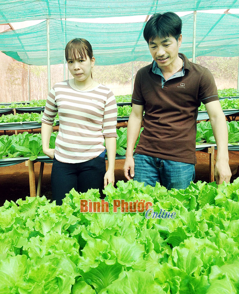 Mô hình trồng rau thủy canh ở huyện Phú Riềng