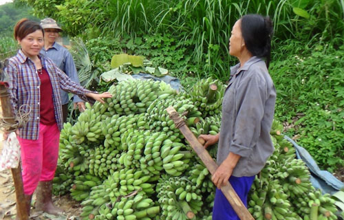 Thuốc thúc chín trái cây